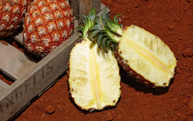 有機パイナップル ハワイ種